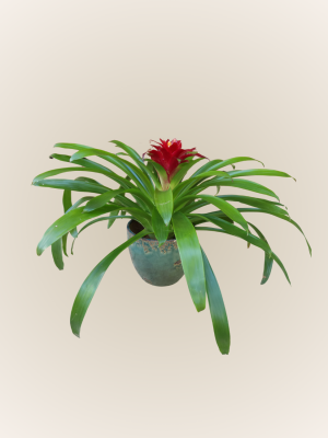 Guzmania Intro