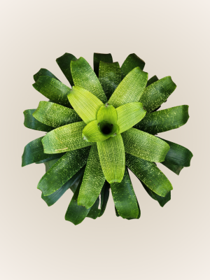 Vriesea