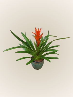Bromelia Orange Flame *