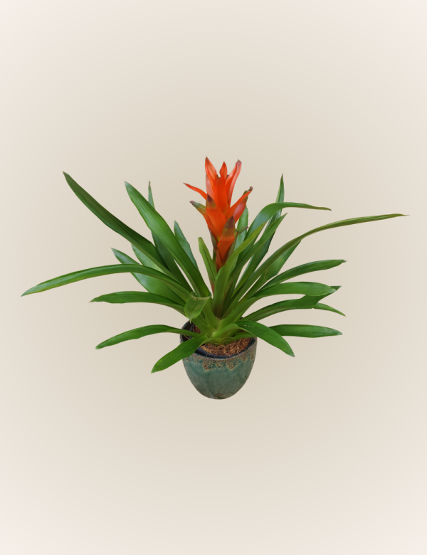 Bromelia Orange Flame *