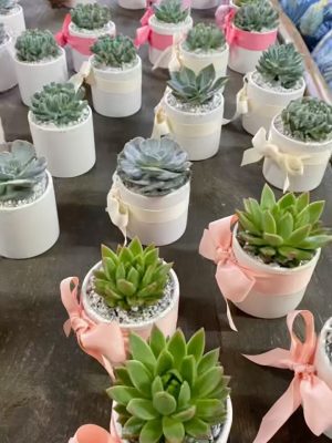 Arreglo Mini de Succulenta