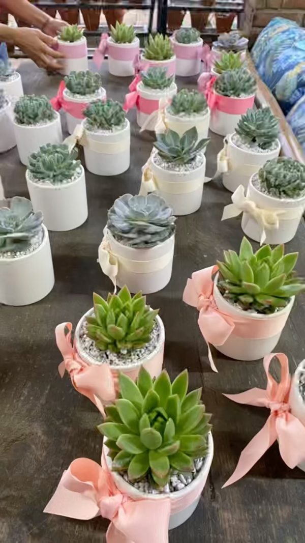 Arreglo Mini de Succulenta