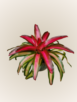 Neoregelia Tricolor