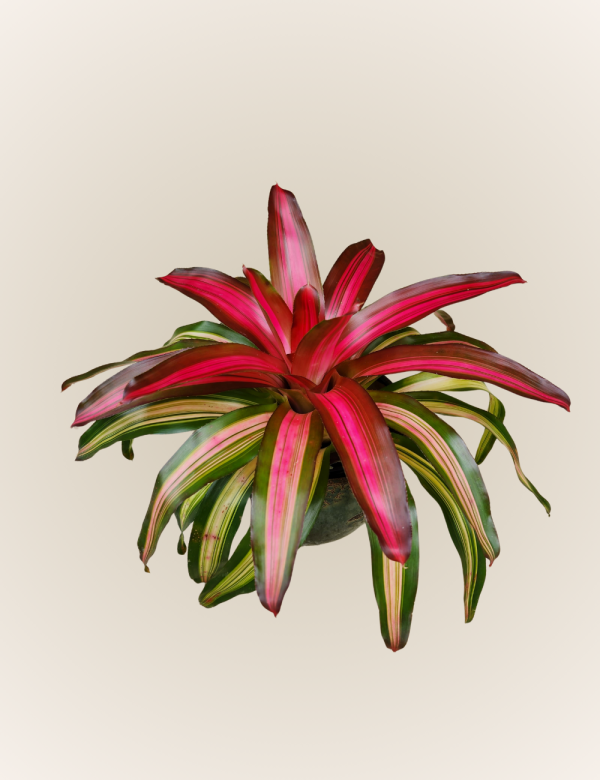 Neoregelia Tricolor