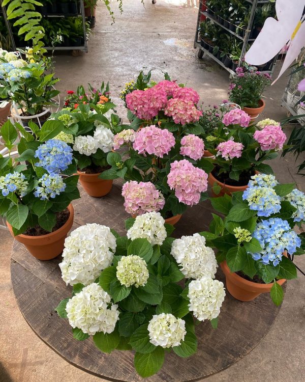 Hortensias - Imagen 3
