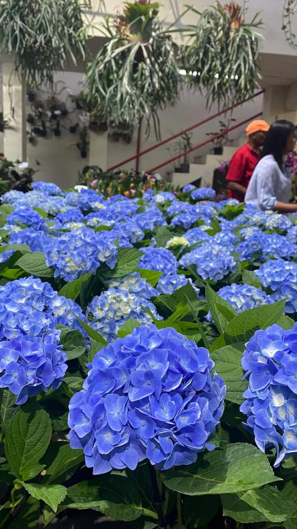 Hortensias - Imagen 2