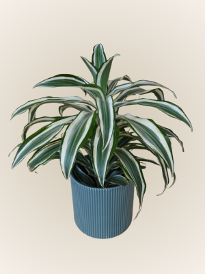 Dracaena Deremensis