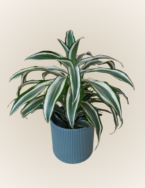 Dracaena Deremensis