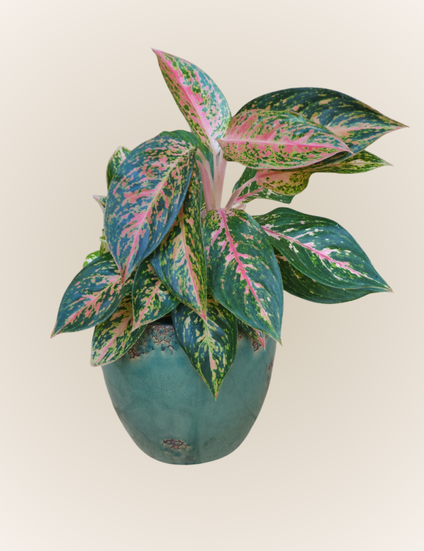 Anglaonema Pink Dalmatian