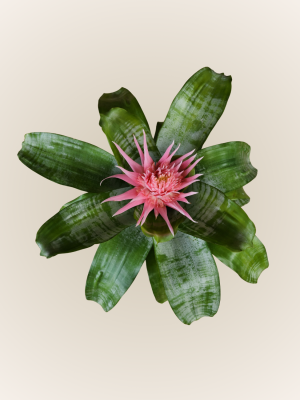Aechmea Fasciata