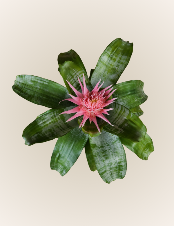 Aechmea Fasciata