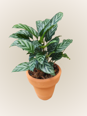 Calathea Freddie