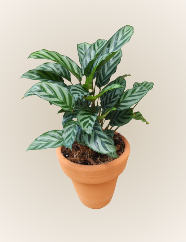 Calathea Freddie