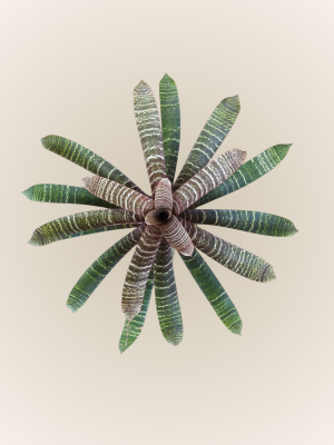 Vriesea Fosteriana Red Chestnut
