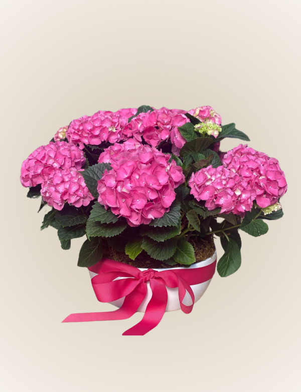 Hortensias
