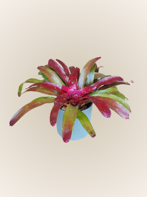 Neorogelia Aztec