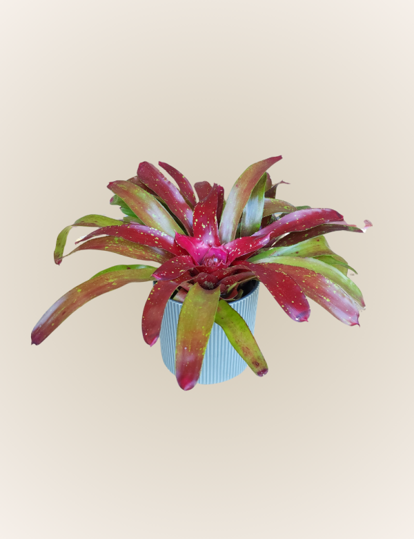 Neorogelia Aztec