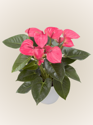 Royal Pink Champion