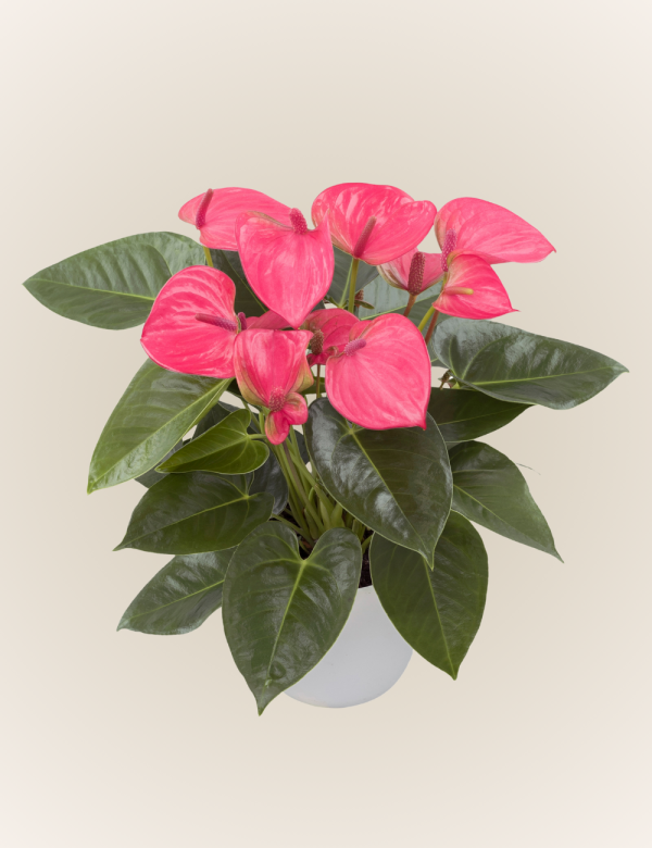 Royal Pink Champion
