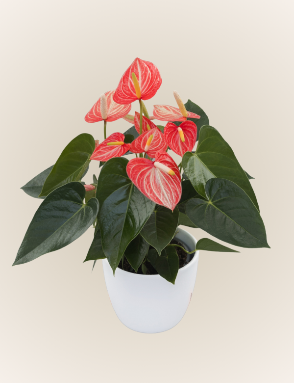 Livium Orange