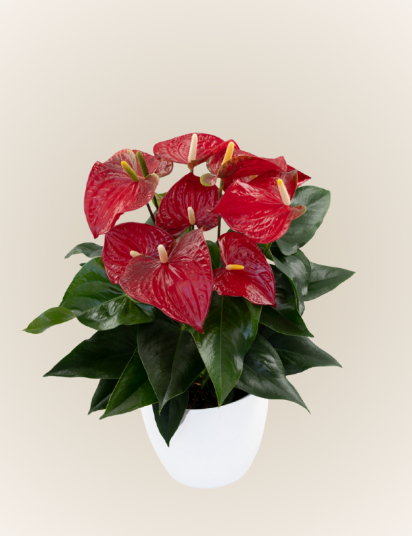 Bambino Red