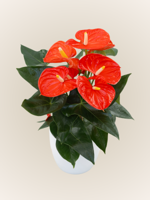 Sierra Orange