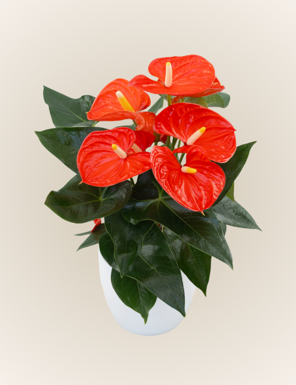 Sierra Orange