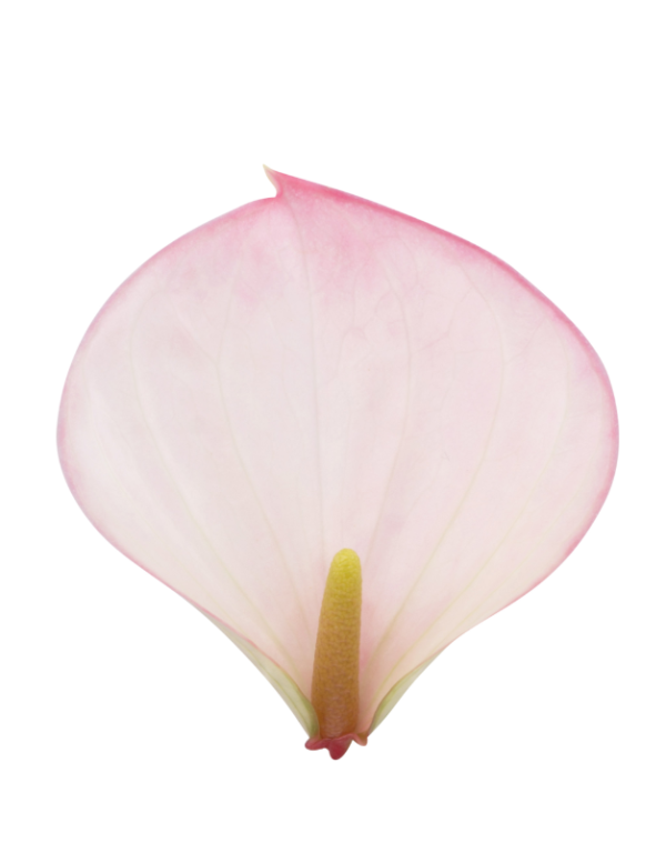 Lipa Pink Mini - Imagen 2