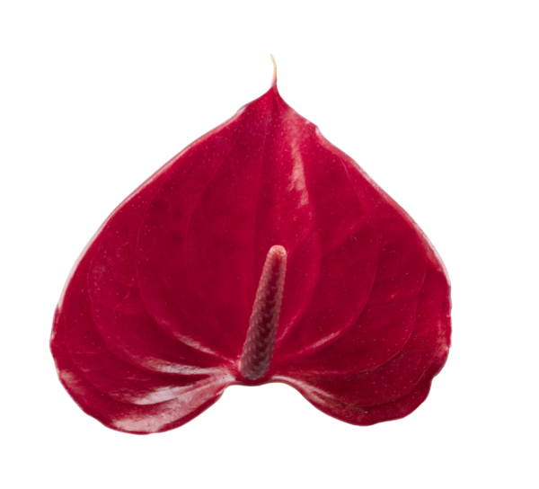 Picanta Red - Imagen 2