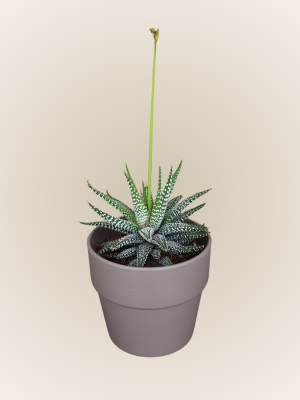 Haworthia Fasciata