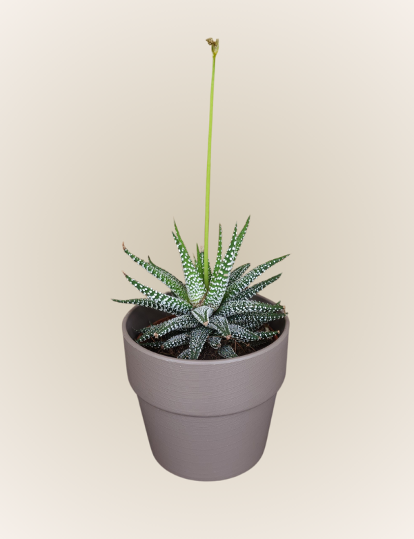 Haworthia Fasciata