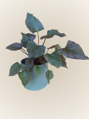 Homalomena Rubescens