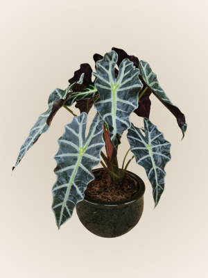 Alocasia Amazonica (Cara de Caballo)