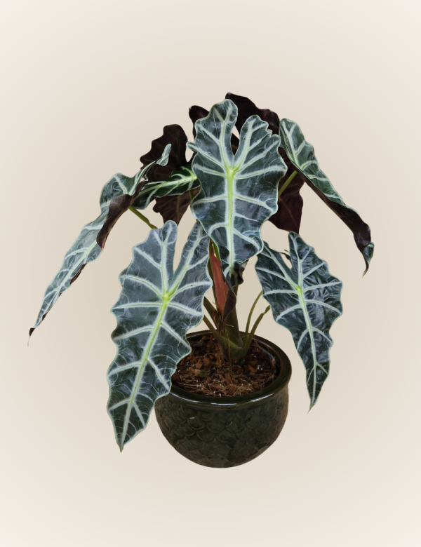 Alocasia Amazonica (Cara de Caballo)