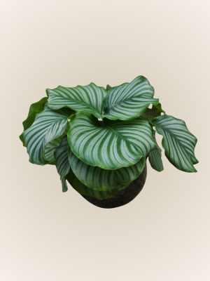 Alocasia Jacklyn