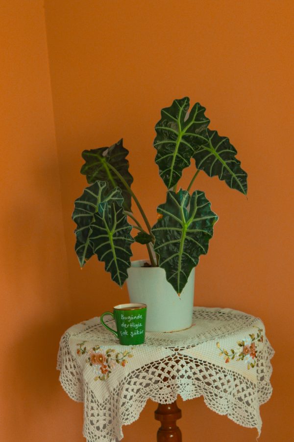 Alocasia Amazonica (Cara de Caballo) - Imagen 2