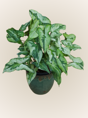 Syngonium Variegado