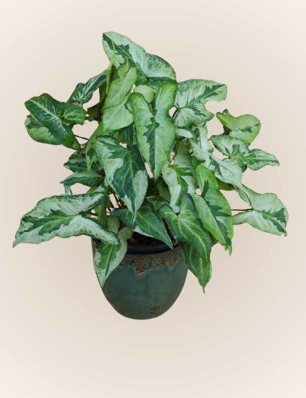 Syngonium Variegado