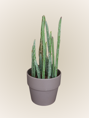 Senecio Pendulus