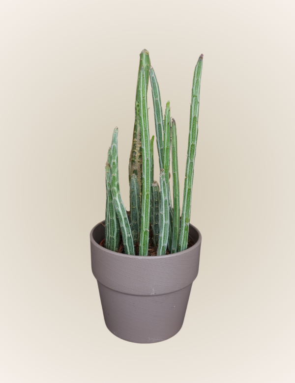 Senecio Pendulus
