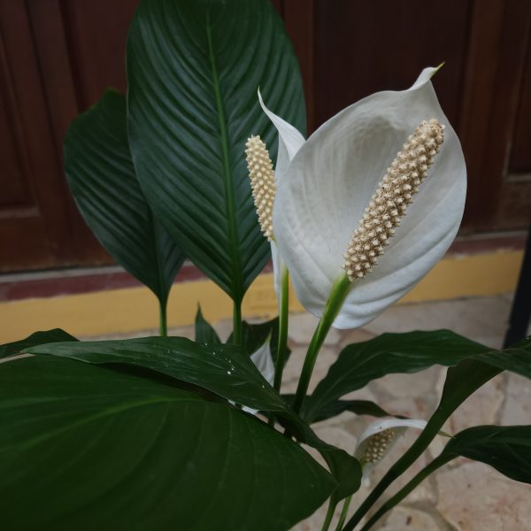 Spathiphyllum - Imagen 2