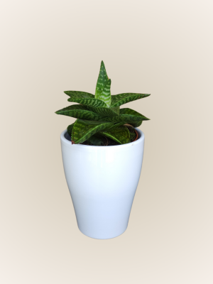 Aloe