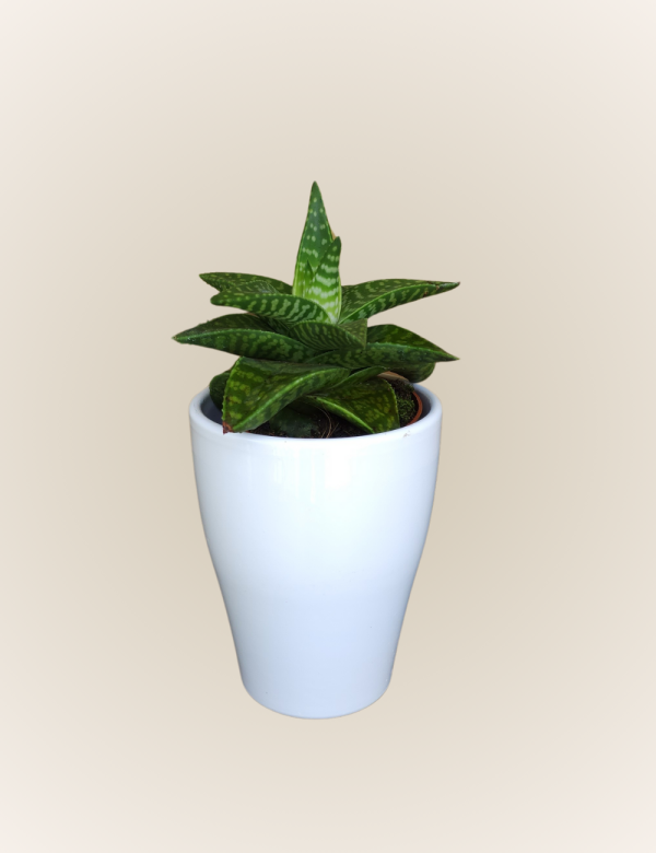 Aloe