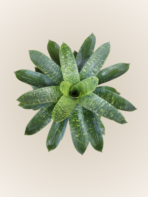 Vriesea Nova