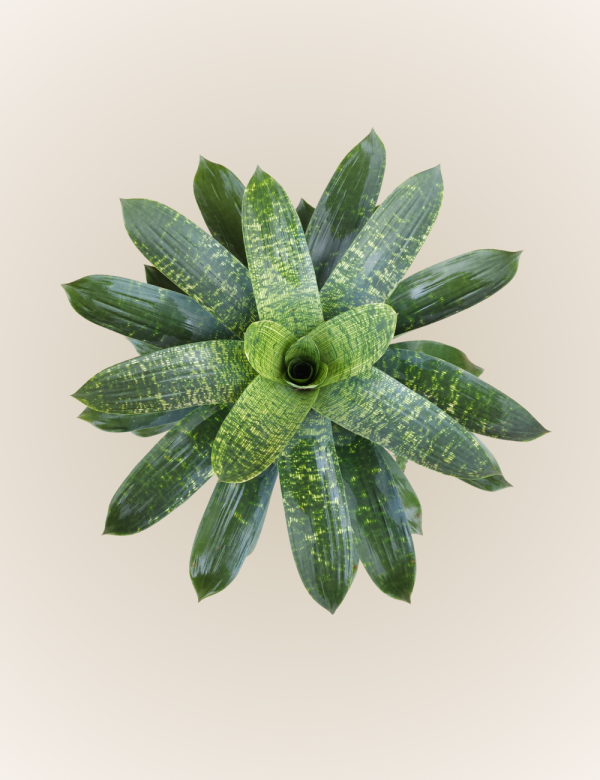 Vriesea Nova