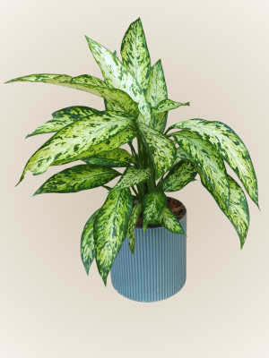 Dieffenbachia Mary