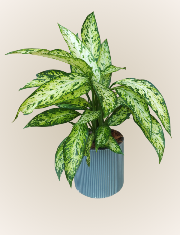Dieffenbachia Mary