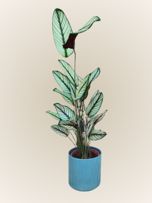 Calathea Elliptica