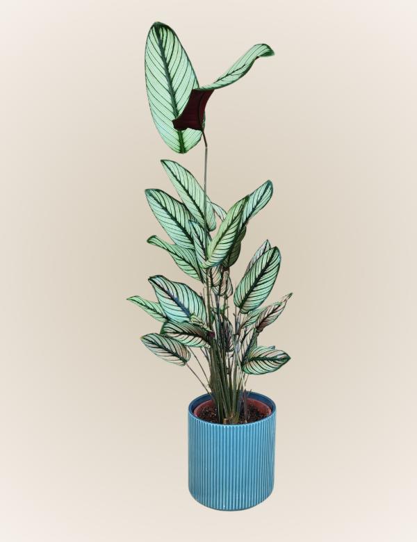 Calathea Elliptica