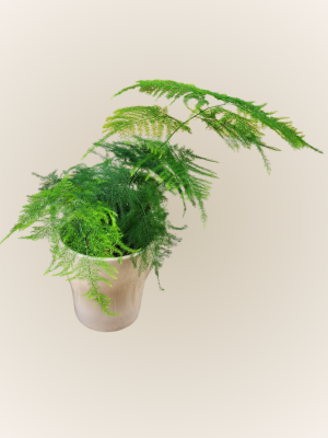 Asparagus Plumosus